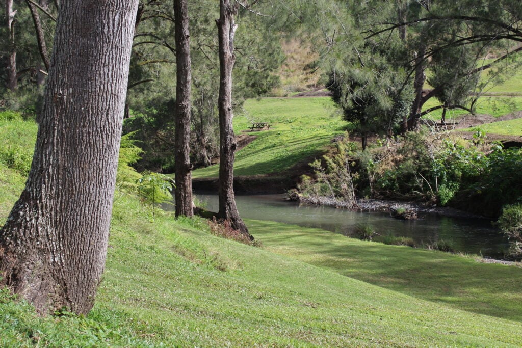 A serene landscape featuring a winding river flowing through a lush green grassy area shaded by tall pine trees.