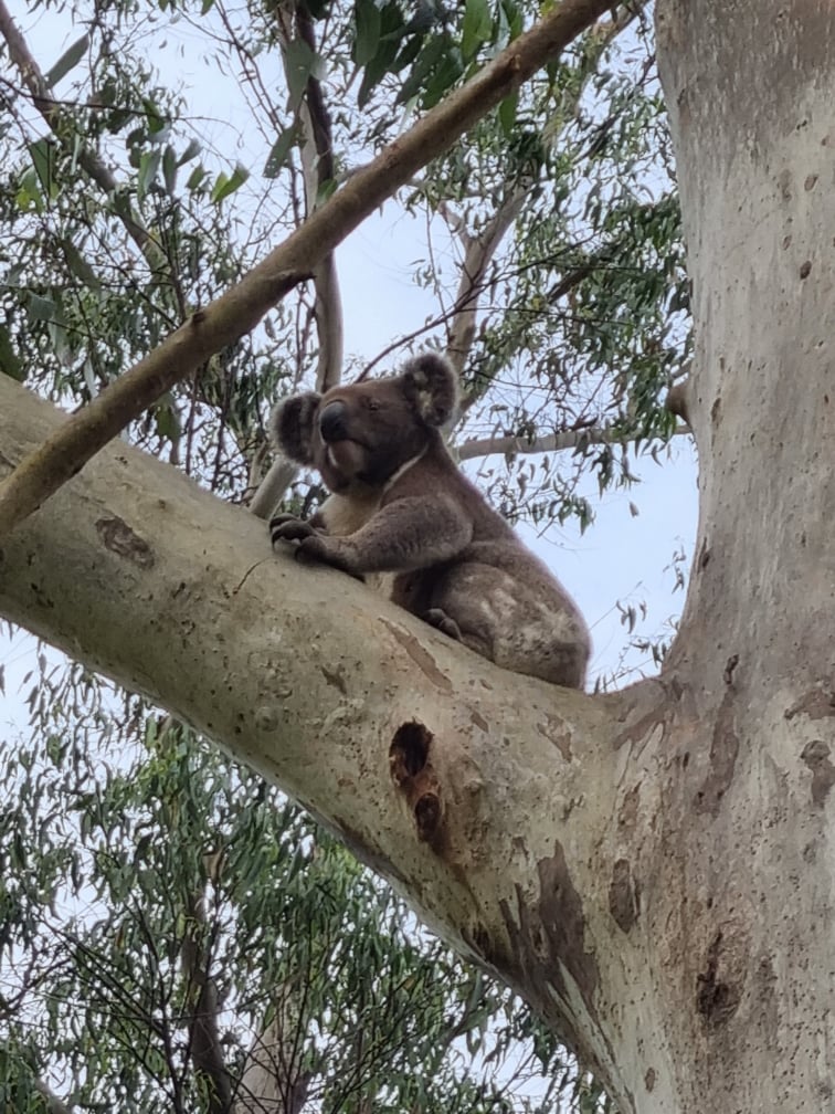 A koala sitting on a large branch of a eucalyptus tree, looking slightly upward.