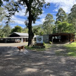 A daylight view of a gravel driveway leading to wooden buildings, with a brown dog standing in the foreground and a sign for "Rainforest Gateway".