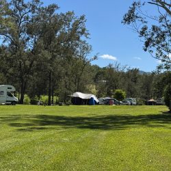A sunlit, grassy campground featuring scattered tents and campervans nestled among tall, green trees under a clear blue sky.