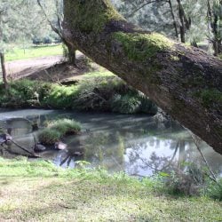 A mossy tree trunk leans across the foreground of a peaceful river scene with grassy banks and surrounding forest.