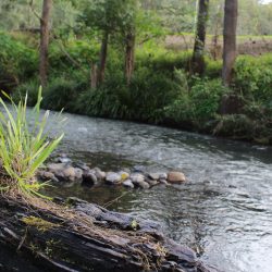 A scenic close-up of a weathered, mossy log in the foreground with a small tuft of bright green grass growing from it, set against a flowing river and lush green foliage.