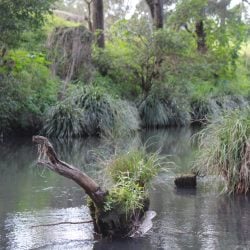 A calm river featuring a mossy log and clumps of tall grass emerging from the water, backed by a lush, forested bank.