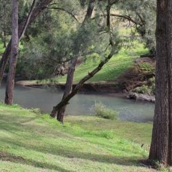A view of a calm river flowing through a lush green landscape, framed by several large, dark-barked trees in the foreground leaning toward the water.