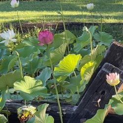 A vibrant cluster of pink and white lotus flowers and large green lily pads growing in a pond, interspersed with weathered wooden logs under bright sunlight.