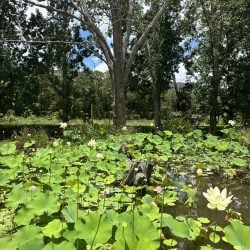 A pond filled with large, green lotus leaves and pale yellow flowers, with tall, thin trees in the background under a blue sky.